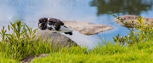 Gray and white rock pigeon sitting on boulder at edge of pond with trees reflected in the water