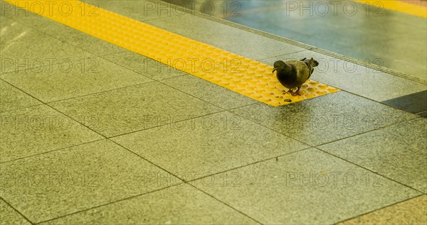 Pigeon standing on yellow warning line near steps of boarding platform inside train station