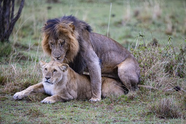 Lion (Panthera leo) Masai Mara Kenya