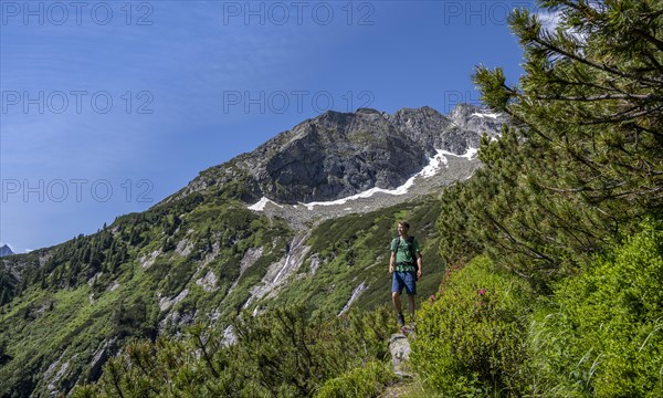 Mountaineer on a hiking trail through mountain pines, Berliner Hoehenweg, behind Schoenlahnerkopf summit, Zillertal Alps, Tyrol, Austria, Europe