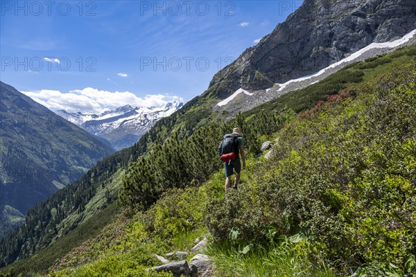 Mountaineer on hiking trail with alpine roses, Berliner Hoehenweg, mountain panorama with summit Grosser Moeseler and Turnerkamp in the background, Zillertal Alps, Tyrol, Austria, Europe