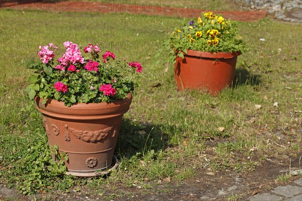 Flowers in clay flower pots standing in a meadow, Germany, Europe