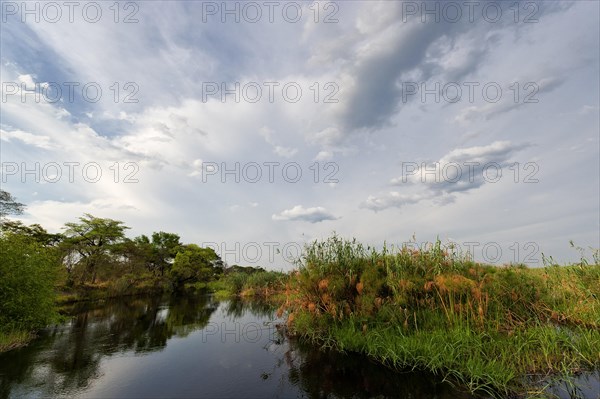 River cruise in the Okavango Delta, reeds, clouds, nature, natural landscape, landscape, nobody, puristic, Kwando River, BwaBwata National Park, Namibia, Africa