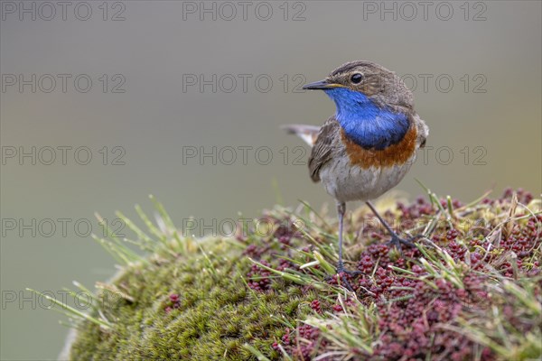 Bluethroat (Luscinia svecica), male, on shrub, Castilla y Leon province, Picos de Europa, Spain, Europe