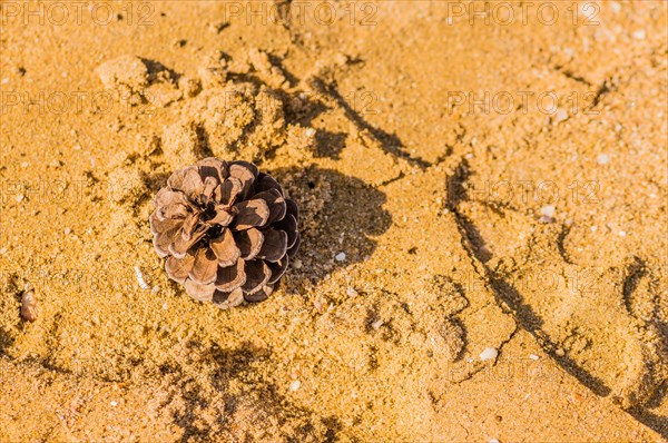 Pine cone in the sand on a beach with a footprint in the sand