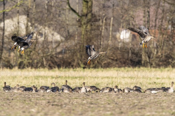 Bean Geese (Anser fabalis), Emsland, Lower Saxony, Germany, Europe