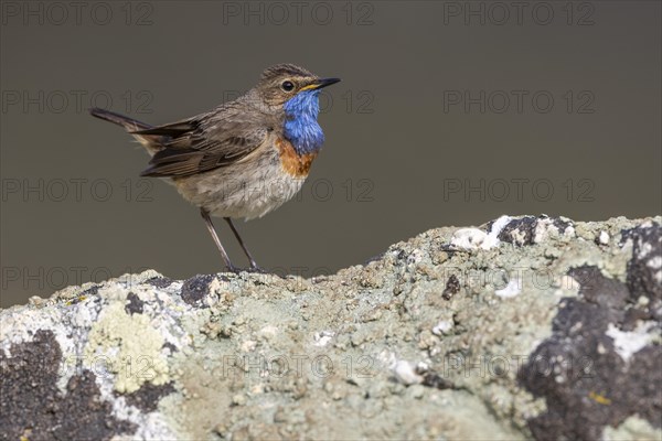 Bluethroat (Luscinia svecica), male, on stone, Castilla y Leon province, Picos de Europa, Spain, Europe