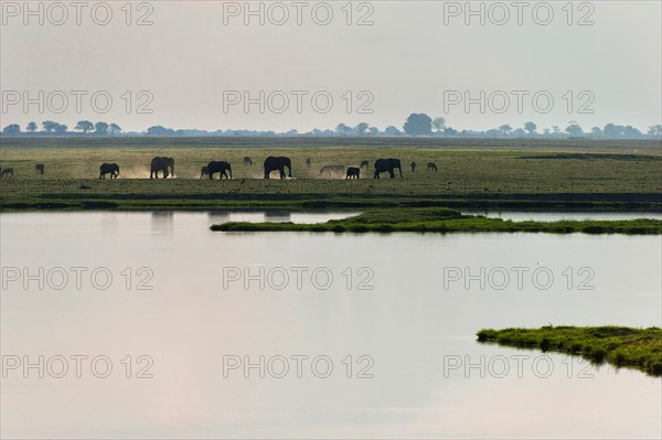 Elephant herd (Loxodonta africana), backlight, romantic, landscape, evening mood, dust, animal observation, riverbank, safari, travel, tourism, Chobe National Park, Botswana, Africa