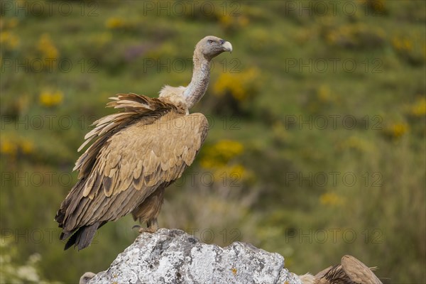 Griffon vulture (Gyps fulvus), on rock, Castile-Leon province, Picos de Europa, Spain, Europe