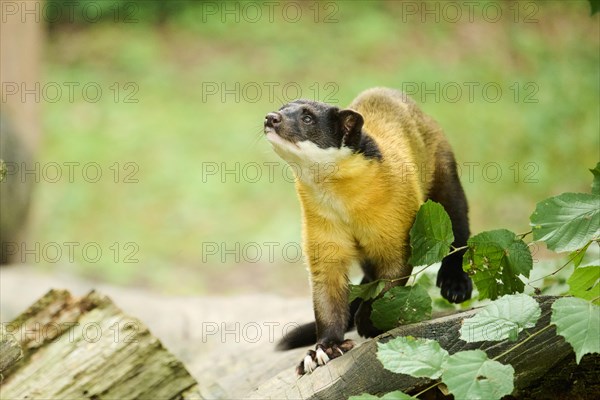 Yellow-throated marten (Martes flavigula) standing, Germany, Europe