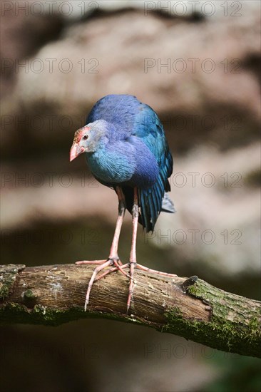 Western swamphen (Porphyrio porphyrio) on a branch, Bavaria, Germany, Europe