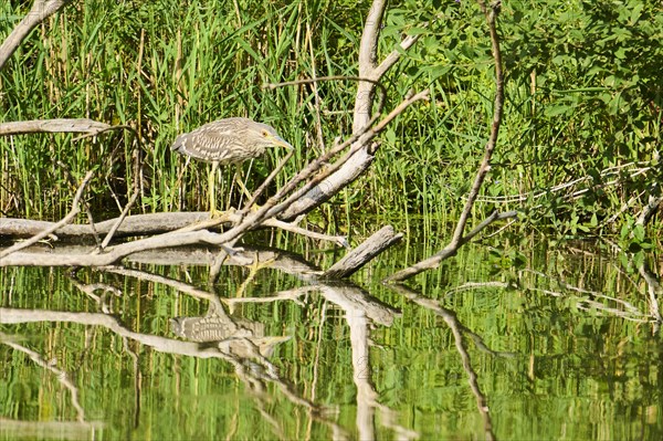 Black-crowned night-heron (Nycticorax nycticorax) hunting on an old tree trunk at the edge of the water, Bavaria, Germany, Europe