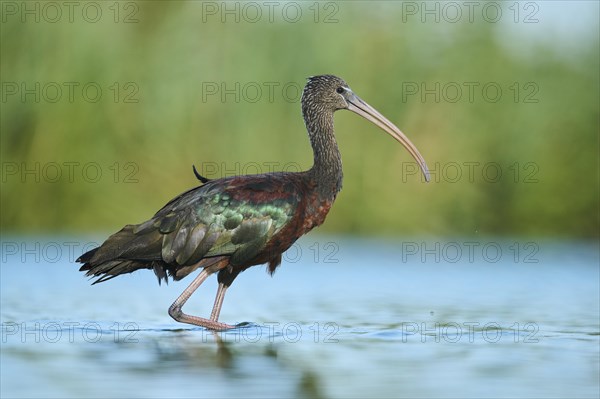 Glossy ibis (Plegadis falcinellus) walking in the water, hunting, Parc Naturel Regional de Camargue, France, Europe