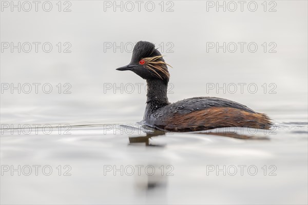 Black-necked Grebe (Podiceps nigricollis), El Taray wetland, Castilla-La Mancha, Spain, Europe