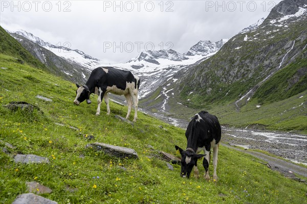 Cows grazing on the alpine meadow, Schlegeisgrund valley, glaciated mountain peaks Hoher Weiszint and Schlegeiskees glacier, Berliner Hoehenweg, Zillertal, Tyrol, Austria, Europe