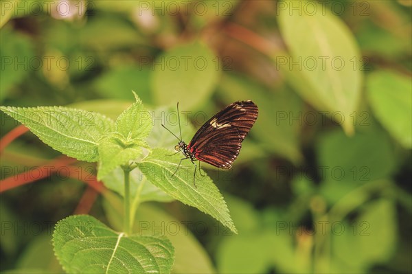 A dark butterfly sits on a green leaf, Krefeld Zoo, Krefeld, North Rhine-Westphalia, Germany, Europe