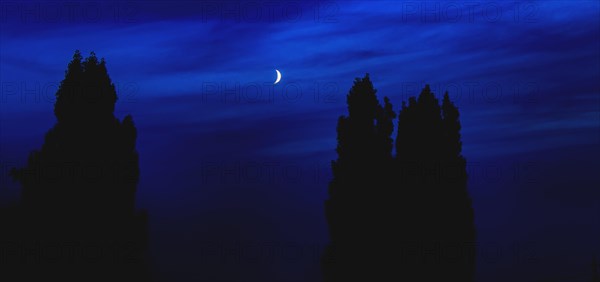 Silhouettes of trees against a dark blue night sky with a visible moon, Haan, North Rhine-Westphalia, Germany, Europe
