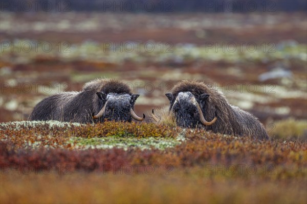 Two musk oxen (Ovibos moschatus), young animals, head-on, autumn, Dovrefjell National Park, Norway, Europe