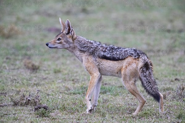 Black-backed jackal (Canis mesomeles) Masai Mara Kenya