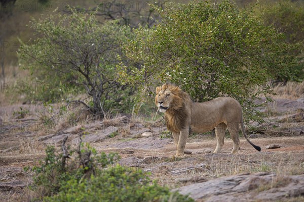 Lion (Panthera leo) Masai Mara Kenya