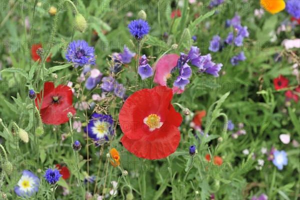 Colourful flower meadow, Schwaebisch Gmuend, Baden-Wuerttemberg, Germany, Europe