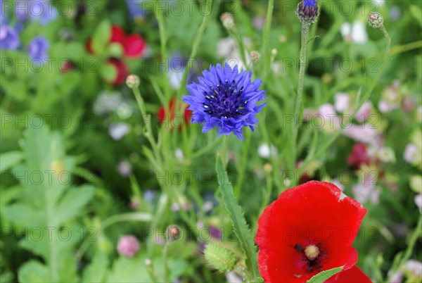 Cornflowers (Centaurea cyanus), yarrow (Achillea), mallow (Malva), yellow daisies (Leucanthemum), poppy (Papaver rhoeas), Baden-Wuerttemberg, Germany, Europe