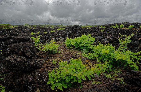 Young green vine growing in a field of black lava rocks under an overcast sky, North Coast, Santa Luzia, Pico, Azores, Portugal, Europe