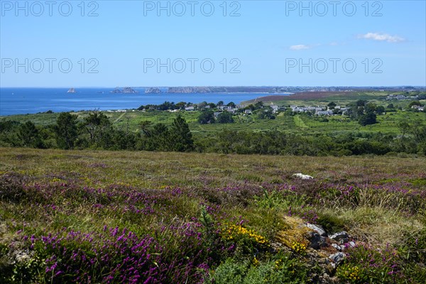 Heath landscape between Cap de la Chevre and Morgat, behind Pointe de Pen Hir with the rocks Les Tas de Pois, Crozon peninsula, Finistere department, Brittany region, France, Europe