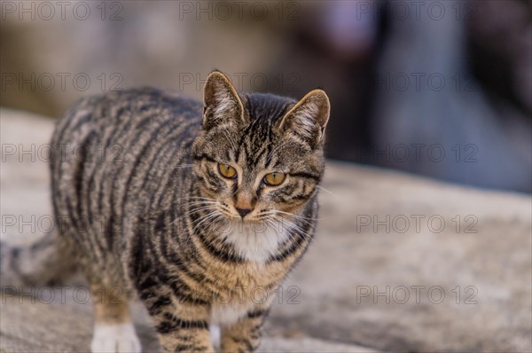Close up of a black and white tabby cat standing on a large bolder