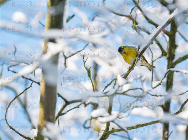 Eurasian siskin (Carduelis spinus) male, yellow plumage, sitting on a branch and looking at the camera through snow-covered tree branches, branches of a snowy mespilus (Amelanchier lamarckii) in winter with frost, snow, buds, Lower Saxony, Germany, Europe