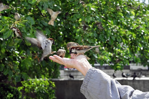 Resident feeding sparrows, near Notre Dame, Paris, France, Europe