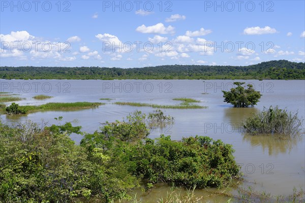 Flooded forest along the Amana River, Amazonas State, Brazil, South America