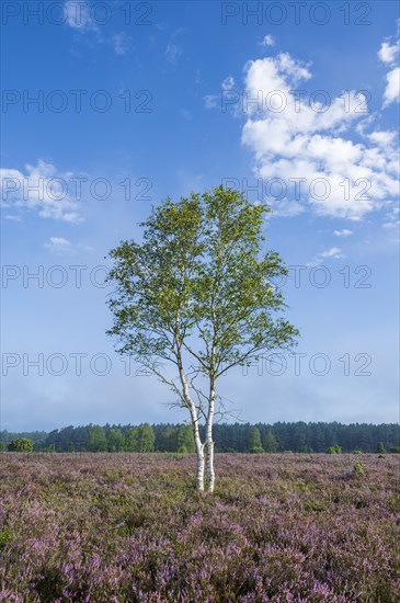 Heathland, flowering common heather (Calluna vulgaris) and birch (Betula), blue sky, Lueneburg Heath, Lower Saxony, Germany, Europe