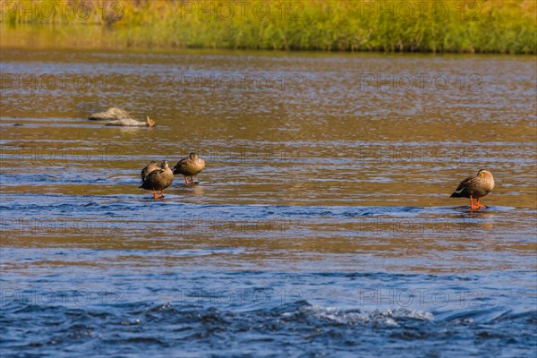 Four spot-billed ducks in shallow water in a flowing river with grass on shore in background