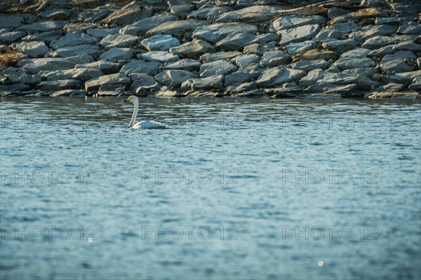 Single whooper swan swimming in river near rocky shore early in morning