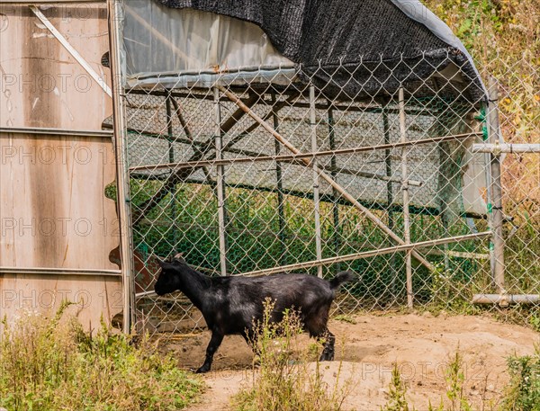 Single black goat with short horns walking in front of wire fence enclosure