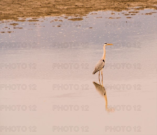 Large gray heron standing in shallow water of a lake in South Korea