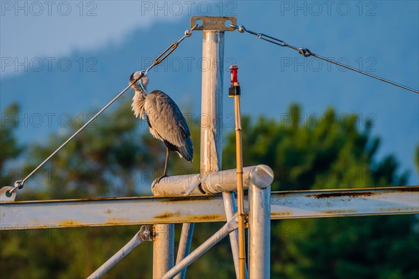 Large gray heron preening itself while perched on metal cross beam of boat rigging