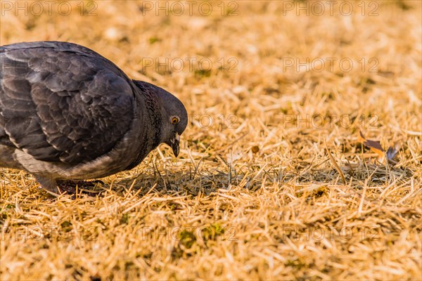 Close up of pigeon on the ground looking for food in dry brown grass