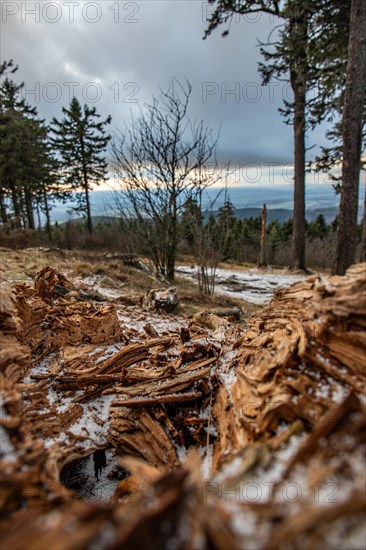 Landscape on the Grosser Feldberg, Taunus volcanic region. A cloudy, sunny winter day, meadows, hills, snow and forests with a view of the winter sunset. Hesse, Germany, Europe