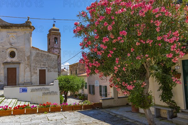 Paved church square with flowering bushes, in the background the church of Sant'ilario in Campo, Elba, Tuscan Archipelago, Tuscany, Italy, Europe