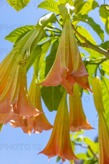 Orange-flowered angel trumpets (Brugmansia) against a blue sky in Sant'ilario, Elba, Tuscan Archipelago, Tuscany, Italy, Europe