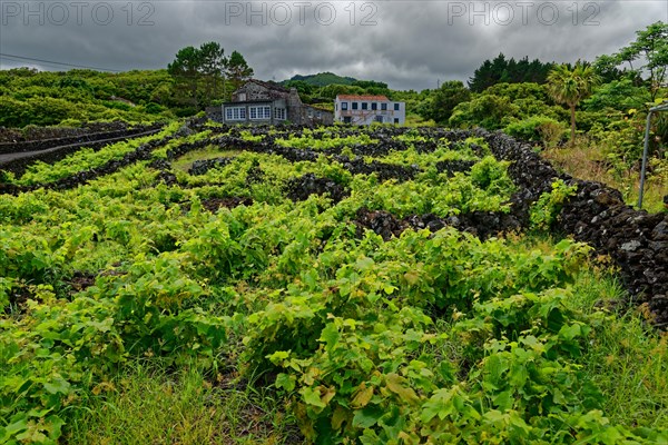 Vines surrounded by stone walls with a country house on the background of green hills, lava rocks Coastal hiking trail Ponta da Iiha, Calhau, West Coast, Pico, Azores