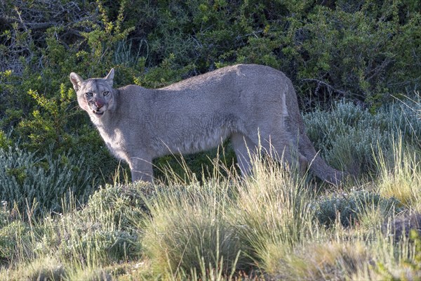 Cougar (Cougar concolor), silver lion, mountain lion, cougar, panther, small cat, Torres del Paine National Park, Patagonia, end of the world, Chile, South America