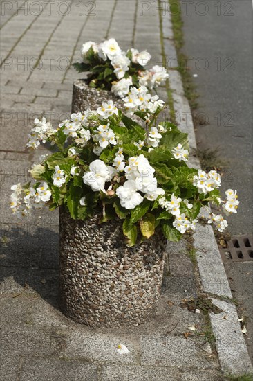 Flowers in a stone flowerpot standing on the street, Germany, Europe