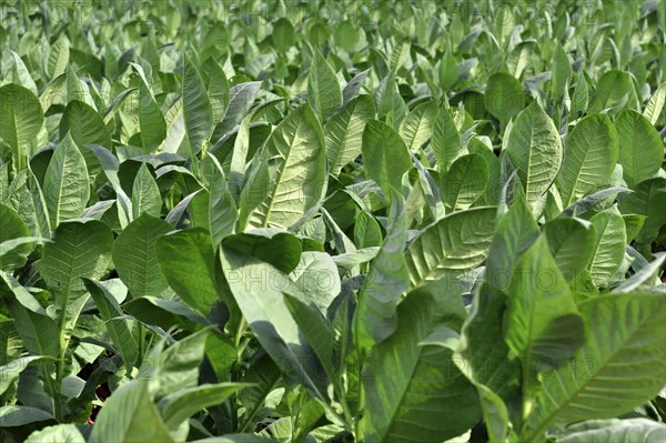 Tobacco plantation, tobacco leaves, tobacco plant (Nicotiana), tobacco cultivation in Valle de Vinales National Park, Vinales, Pinar del Rio Province, Cuba, Greater Antilles, Caribbean, Central America