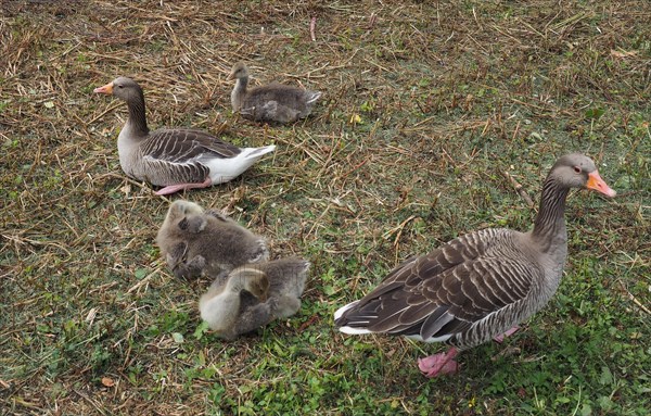 Greylag Goose (Anser anser) bird animal