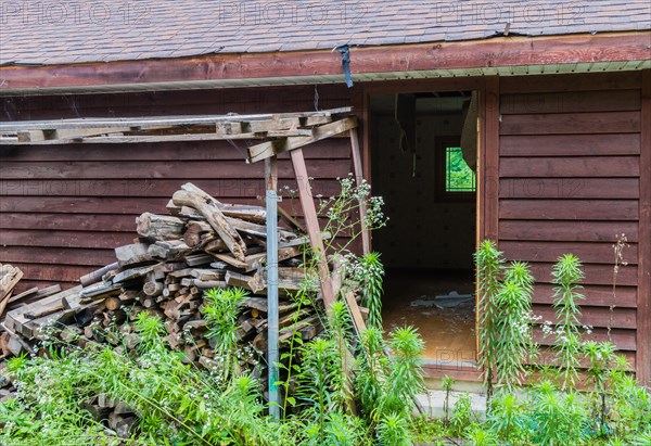 Overgrown weeds and pile of fire wood in front of open door of abandoned house in countryside