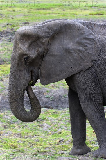 Eating elephant (Loxodonta africana), eating, food, nutrition, sideways, trunk, safari, Chobe National Park, Botswana, Africa