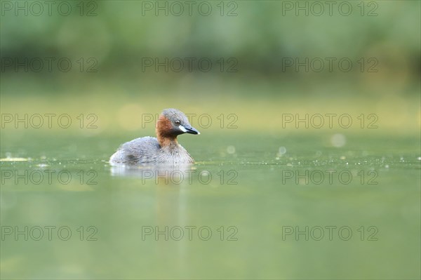 Little grebe (Tachybaptus ruficollis) swimming on a lake, Bavaria, Germany, Europe